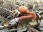 Húsbarna pénzecskegomba (Laccaria laccata), Somogy. Tönkhöz nőtt, ritka, húsbarnás lemezek